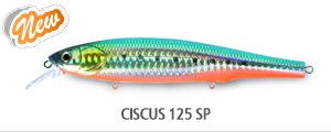 CISCUS 125 SP.jpg